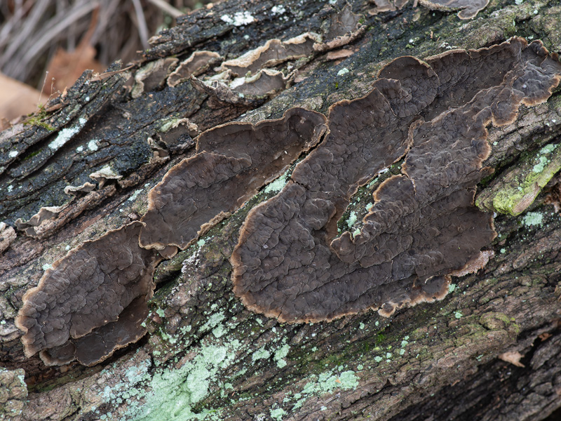 Lopharia spadicea